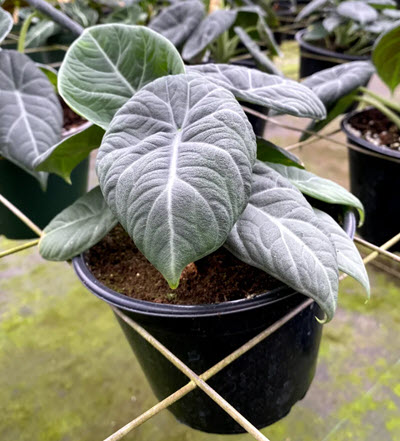 Maharani Alocasia